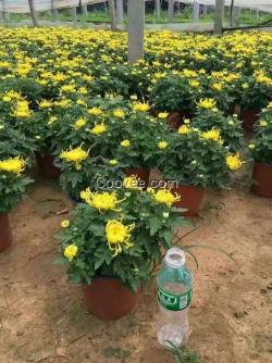 青州山一草花批發(fā)基地(圖)|青州草花品種