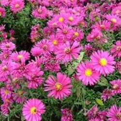 遼寧草花批發、草花、青州山一草花品種全