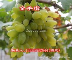 蘭溪金手指葡萄_根明葡萄合作社(圖)