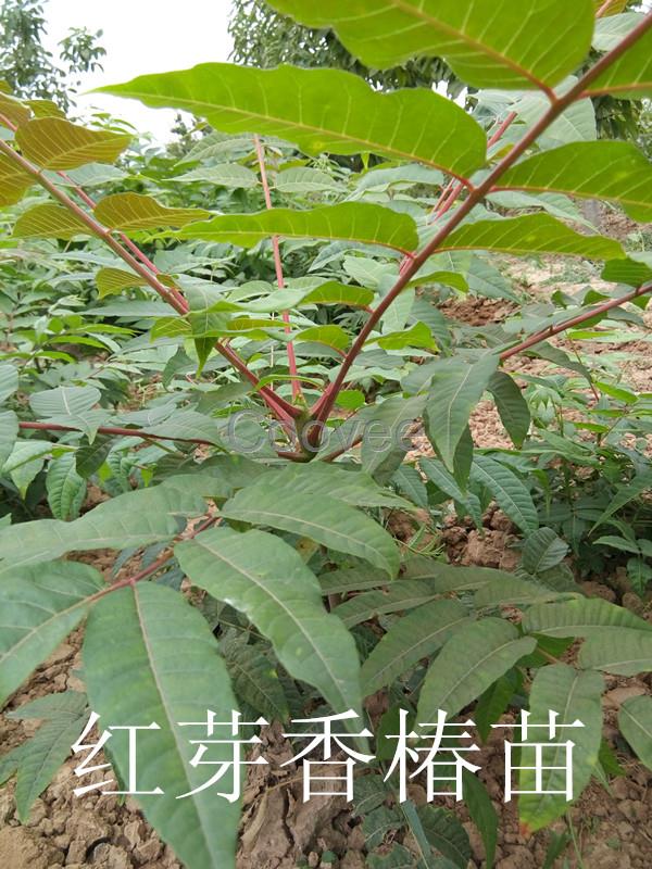 紅油香椿樹(shù)苗山西香椿苗基地批發(fā)