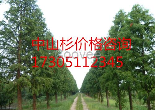 15公分中山杉16公分中山杉