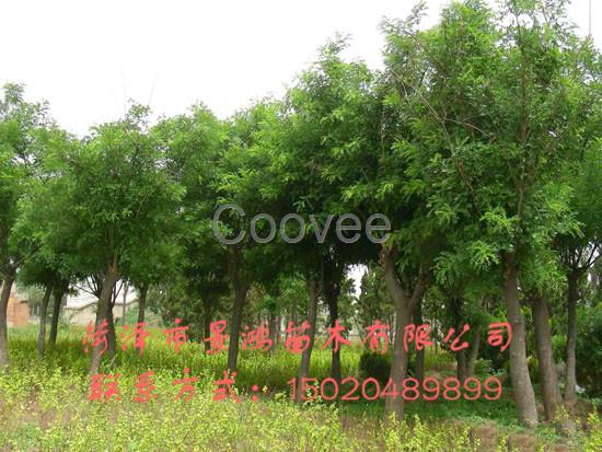 菏澤國槐樹苗批發國槐樹苗種植基地