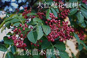 花椒樹苗山西花椒苗基地批發(fā)大紅袍花椒苗