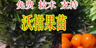 南寧有無核沙糖桔苗賣的