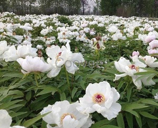 菏澤油用牡丹苗批發(fā)油用牡丹苗種植基地