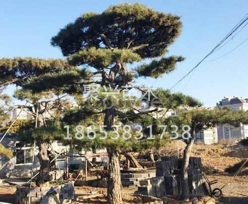 迎客松種植批發(fā)基地