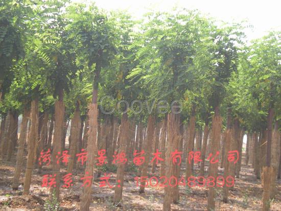 大量供應國槐樹苗國槐樹苗種植基地
