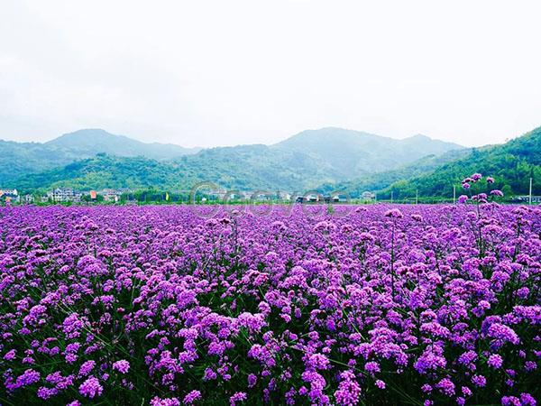 馬鞭草小苗批發(fā)