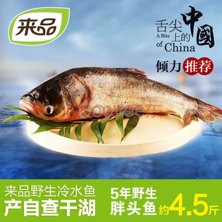 北京長(zhǎng)江鰣魚銷售