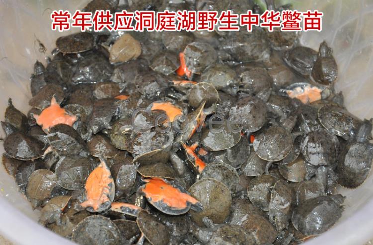 河洲甲魚(yú)連云港野生甲魚(yú)養(yǎng)殖中華鱉批發(fā)外塘甲魚(yú)