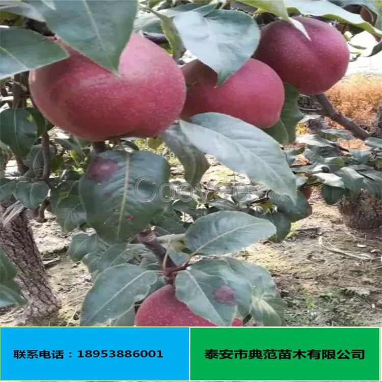 全紅梨樹苗品種成活率高全紅梨樹苗