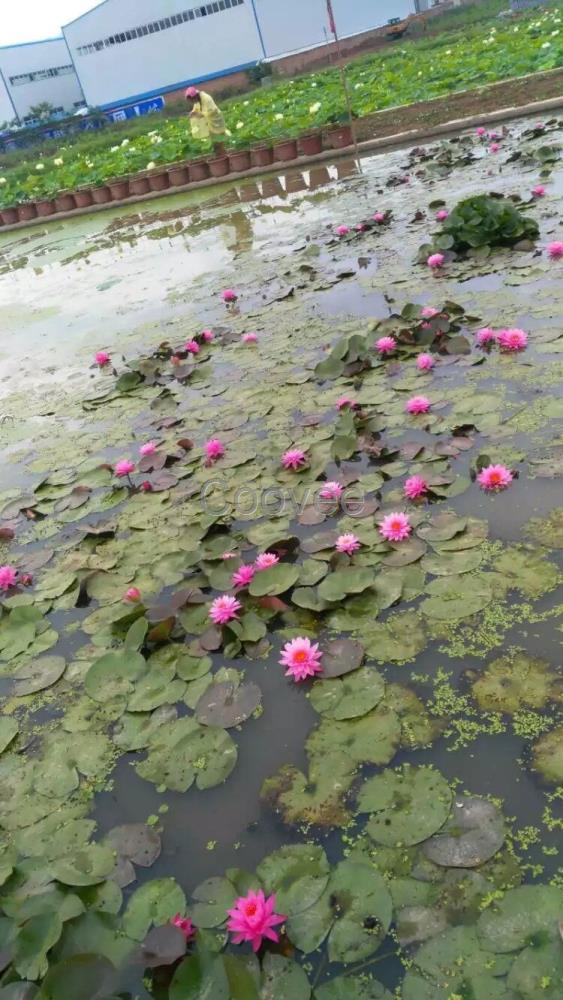 西安水生植物批發(fā)基地