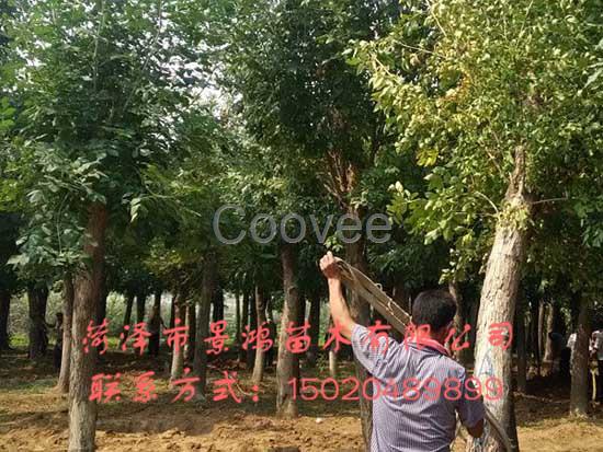 白臘樹批發菏澤白臘樹供應商