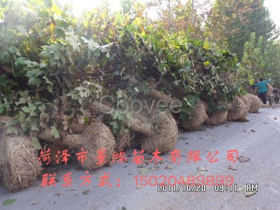 大量供應法桐樹法桐樹種植基地