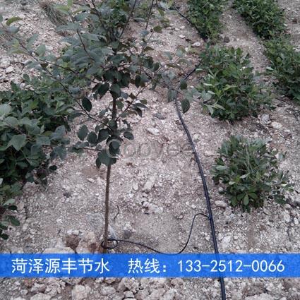南京蘋果樹滴水灌溉設備生產公司