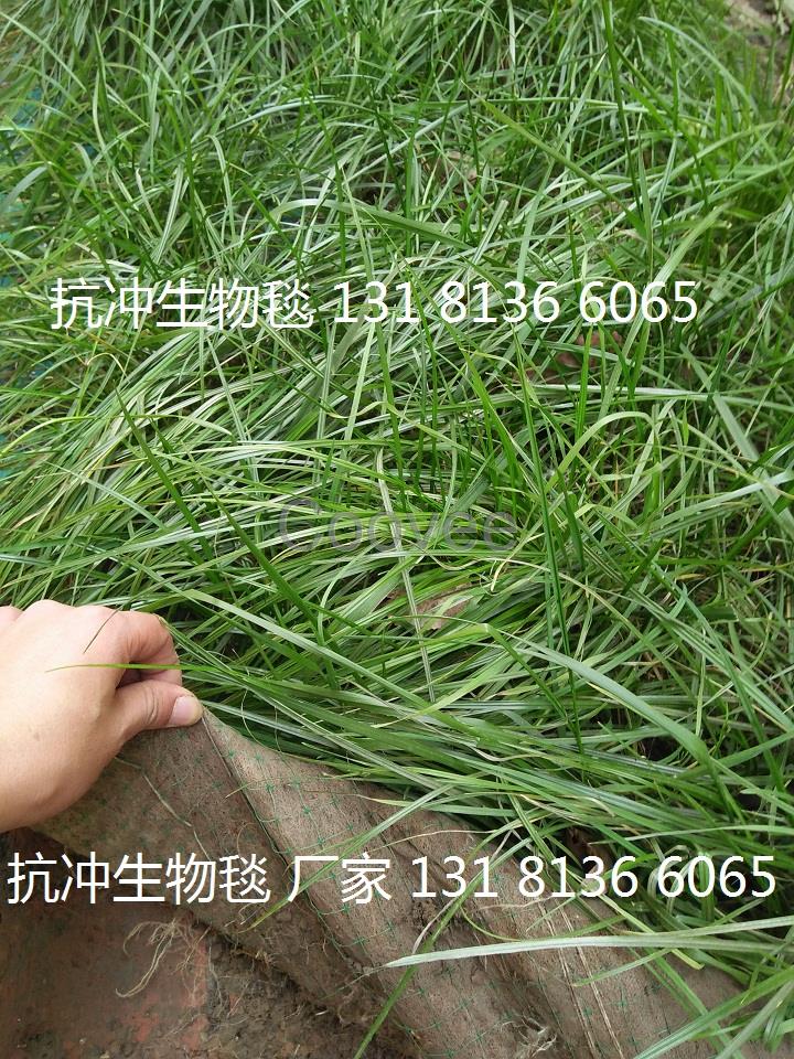 環(huán)保草毯抗沖生物毯植物纖維毯cf網(wǎng)生態(tài)毯椰絲毯綠化防護