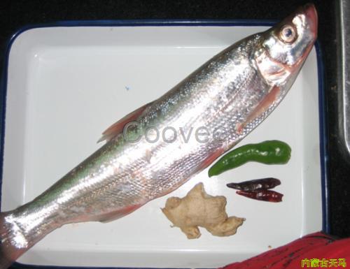 呼倫湖大白魚原產地供應