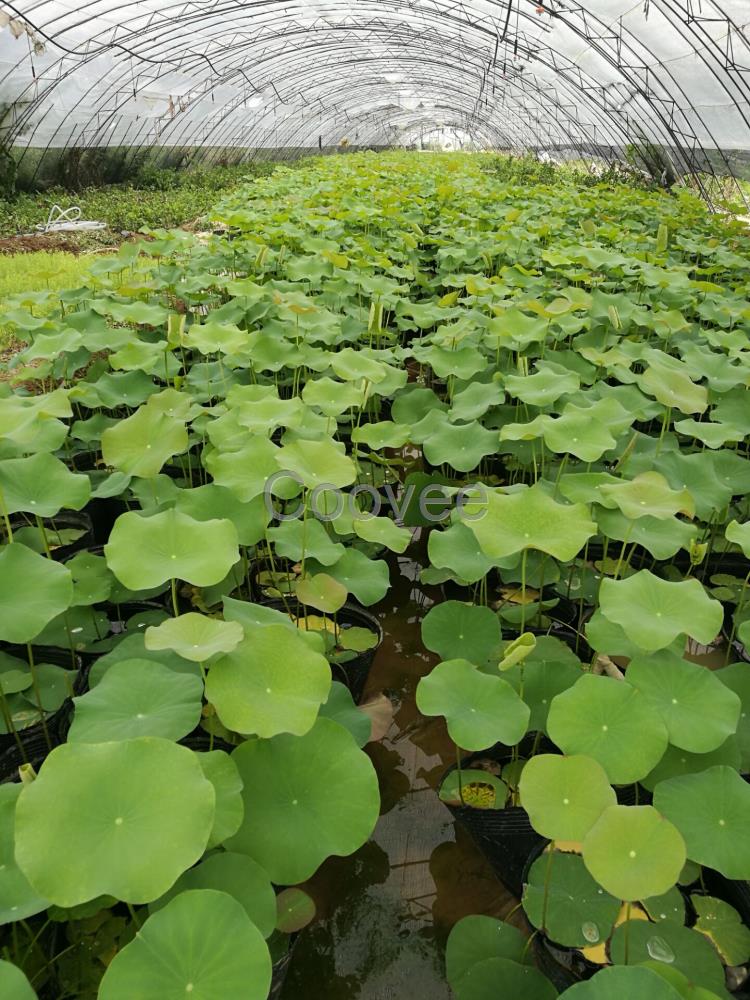 陜西水生植物種植基地