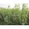河北核桃苗石家莊核桃苗贊皇核桃苗贊皇核桃苗基地滿山紅苗木批發