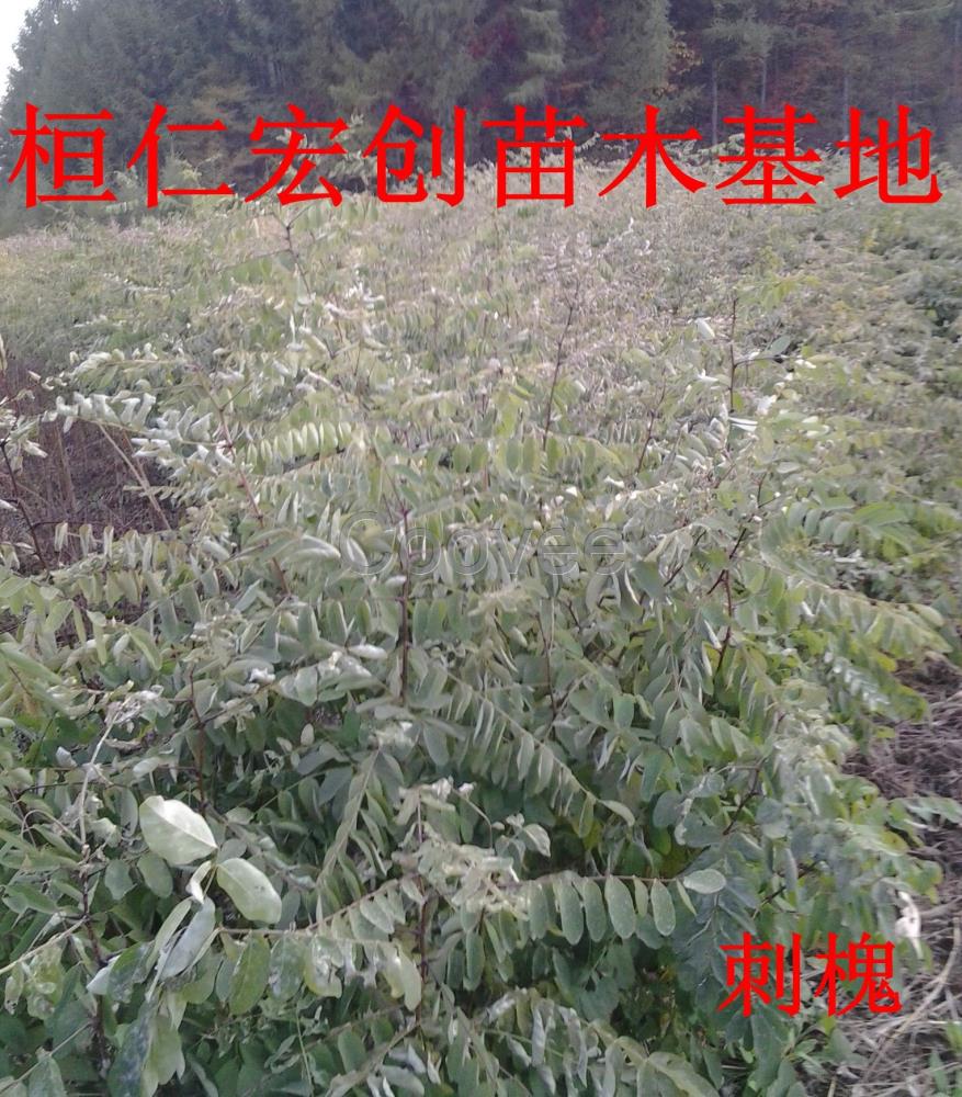 刺槐小苗刺槐苗地径0.4公分以上