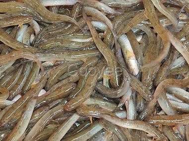 【北京长江刀鱼销售】北京长江刀鱼销售