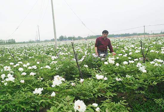 大量供應(yīng)牡丹苗牡丹苗種植基地