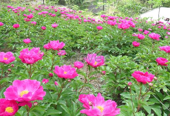 山東觀賞芍藥苗菏澤觀賞芍藥苗批發(fā)