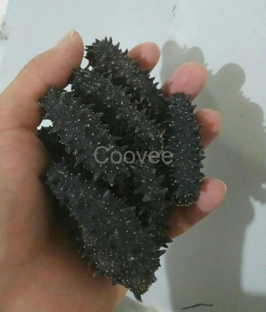 上海海參春季滋補的天然綠色佳品