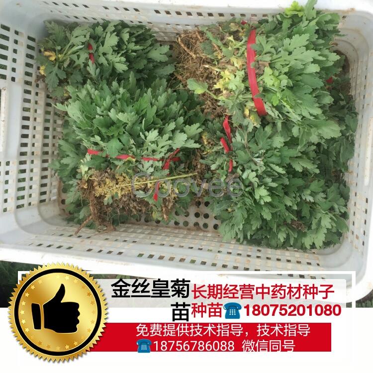 金絲黃菊苗種植金絲黃菊苗一畝地2000棵