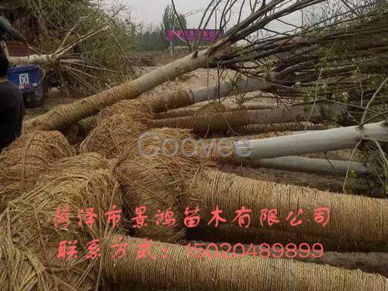 法桐樹種植基地山東法桐樹批發(fā)