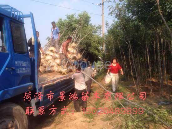 大量供應白臘樹白臘樹批發商