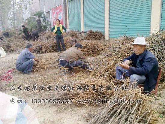 供應(yīng)油用牡丹苗山東油用牡丹苗