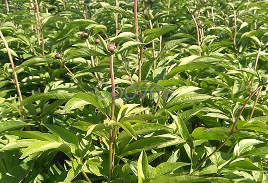 菏澤芍藥苗菏澤芍藥苗基地