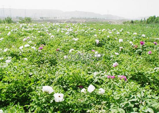 菏澤油用牡丹苗基地菏澤油用牡丹苗