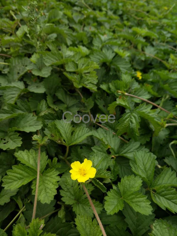 山東三葉委陵菜杯苗地被植物精華空氣植物三葉委陵菜