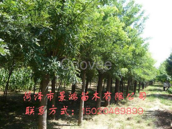 國槐樹苗種植基地國槐樹苗批發