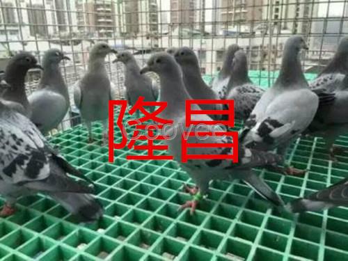 養殖場玻璃鋼格柵德宏復合地溝蓋板廠家