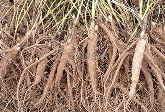 油用牡丹苗種植基地山東油用牡丹苗