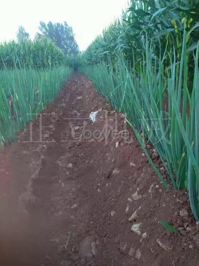 農(nóng)用小型開溝機大棚施肥松土機山藥甘蔗種植起壟機菜園除草機廠家