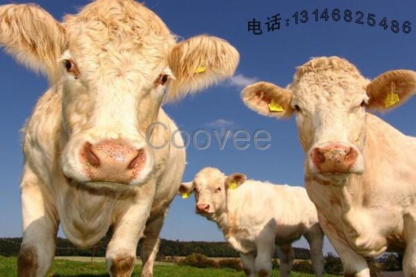 防止犢牛腹瀉用好飼料北京赤樂川犢牛預混料