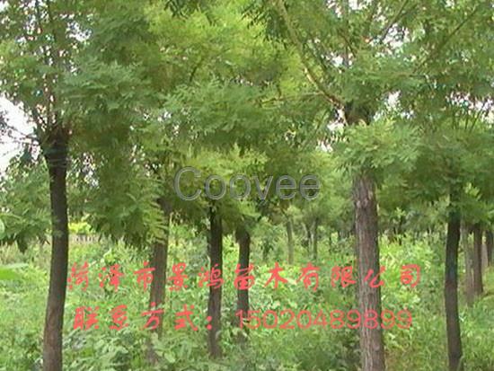 供應國槐樹苗國槐樹苗種植基地