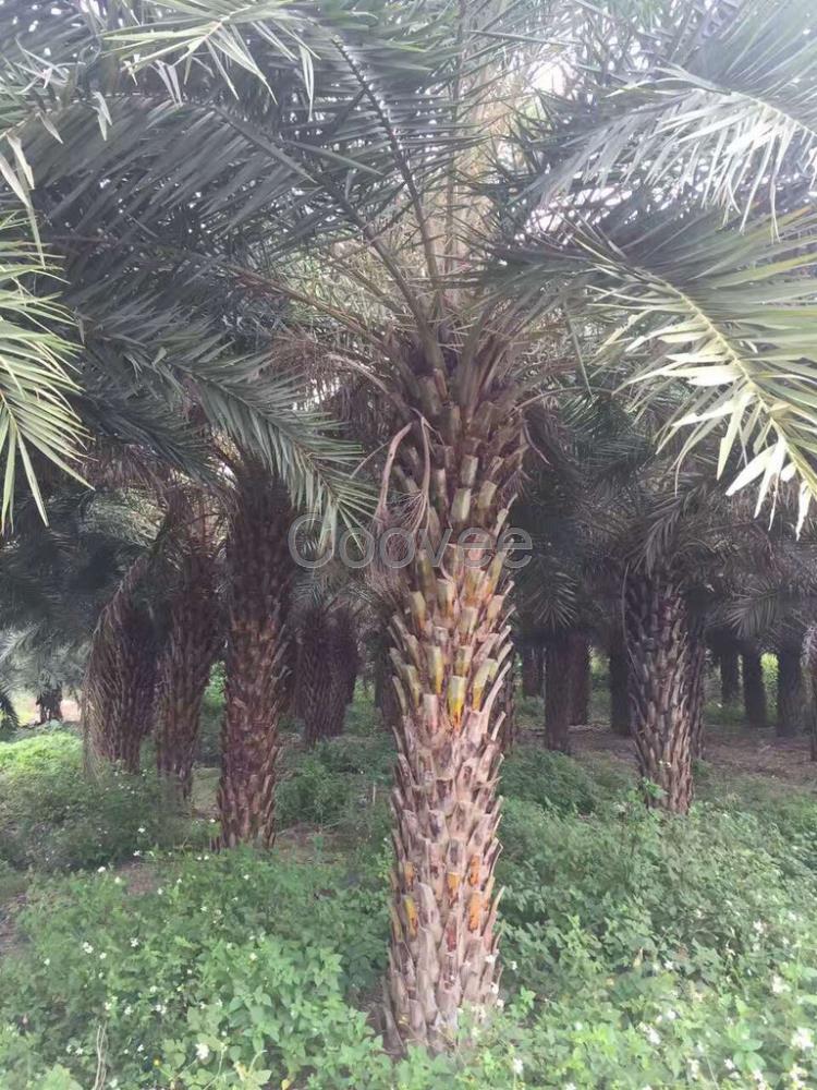 福建中東海棗銀海棗大型種植基地中東海棗批發(fā)