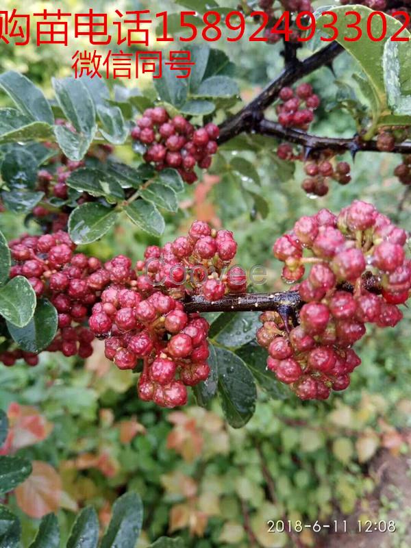 无刺花椒苗无刺红花椒无刺大红袍花椒无刺花椒苗批发