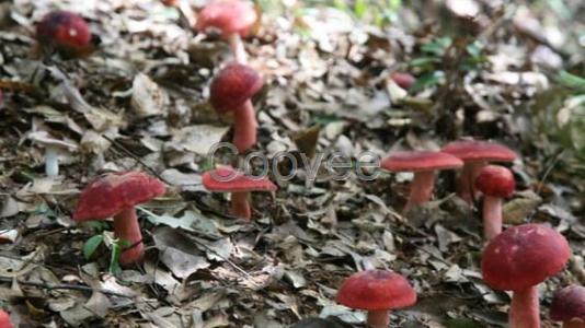 北京福建野生紅菇銷售