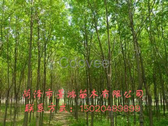 菏澤白臘樹基地直銷白臘樹