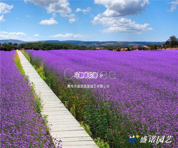 馬鞭草小苗基地批發(fā)培育就選盛諾園藝