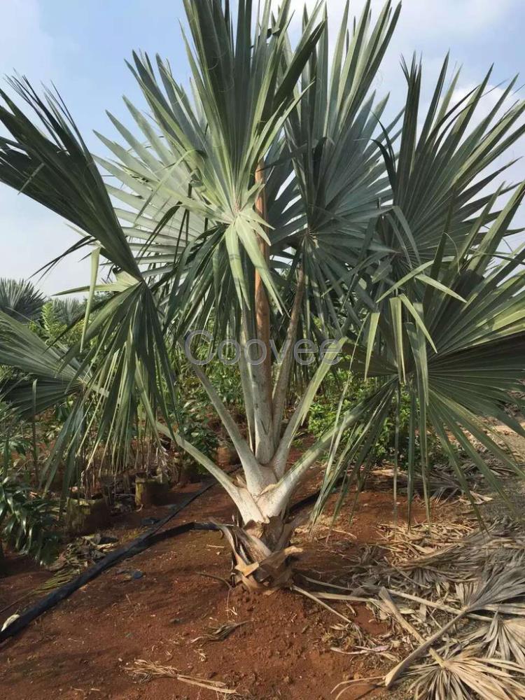 霸棕多規(guī)格基地種植供應(yīng)商霸棕批發(fā)