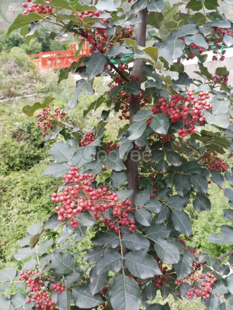 花椒树苗新品种花椒树苗无刺花椒树苗无刺花椒树苗批发