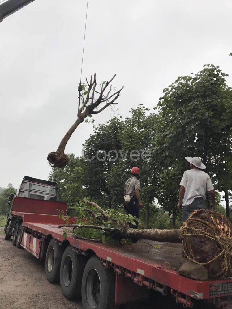 河南造型大葉榕盆景批發(fā)價包貨上車移植苗黃葛樹圖片實拍庭蔭樹