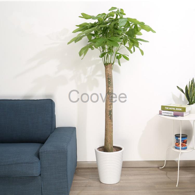 武漢辦公室綠植租賃出租室內(nèi)外各類型的花卉盆栽送貨